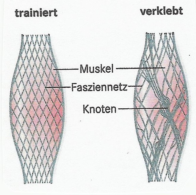 SV 1963 Unterneukirchen e.V. Faszien